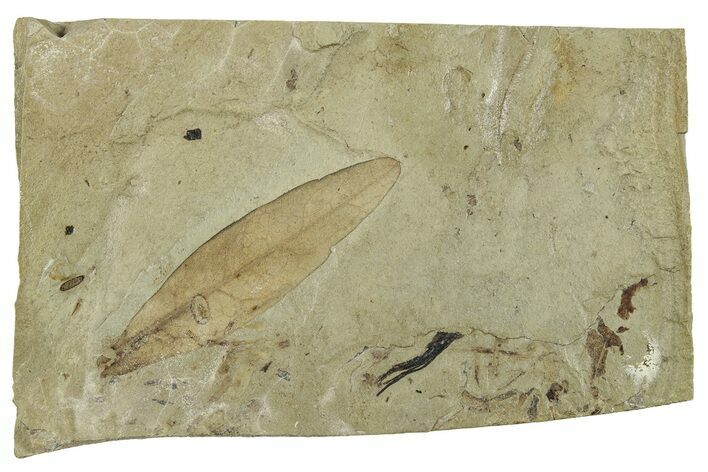 Fossil Leaf (Caesalpinia) - Green River Formation, Colorado #244662